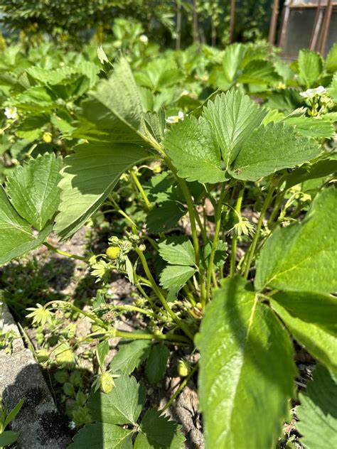 Strawberries 😋😋 R Vegetablegardening