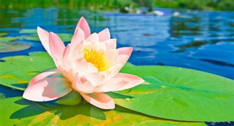 5 Health Benefits Of Indian Lotus Trustherb Ayurveda