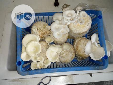 BECOME MILLIONAIRES THROUGH EDIBLE MUSHROOM CULTIVATION AND SPAWN ...