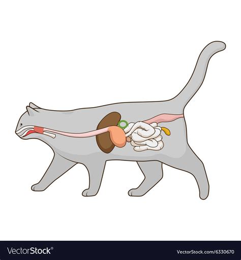 Cat Digestive system Diagram | Quizlet