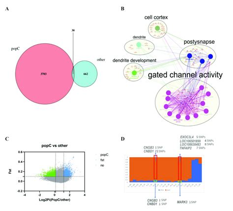 Populationspecific Snp Annotation And Selective Signals In Hainan