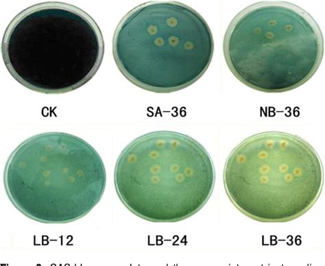 Pdf A Simple Double Layered Chrome Azurol S Agar Sd Casa Plate