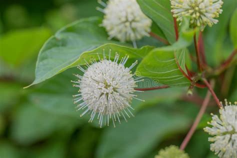 Common Buttonbush Cephalanthus Occidentalis White Flowers Stock Image