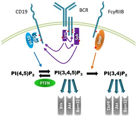 PI3K Signaling Pathway