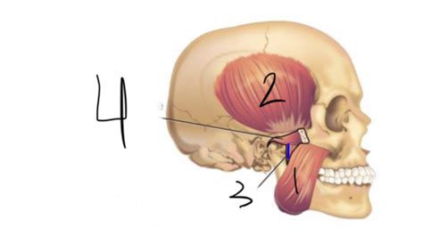 Muscles Of Mastication Soft Palate Pharynx Flashcards Quizlet