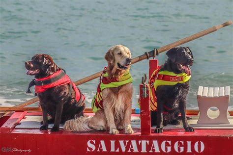 Palinuro Affonda Pedal Giovani Salvati Dai Cani Bagnino Pubblica Now