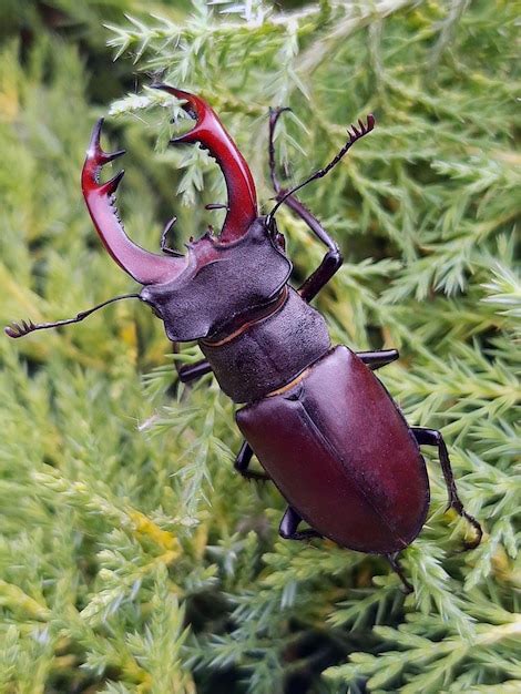 Premium Photo Stag Beetle On A Thuja Branch In The Spring In The