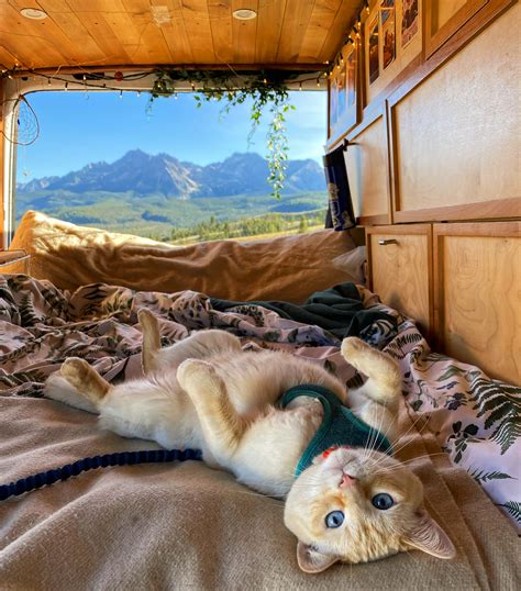 Van Life With a Cat: How to Easily Travel Full-Time With a Cat ...