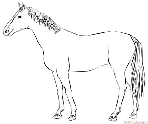 How To Draw A Realistic Horse Standing Step By Step Drawing Tutorials