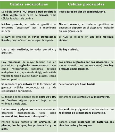 Cuadros comparativos Diferencias entre células procariotas y