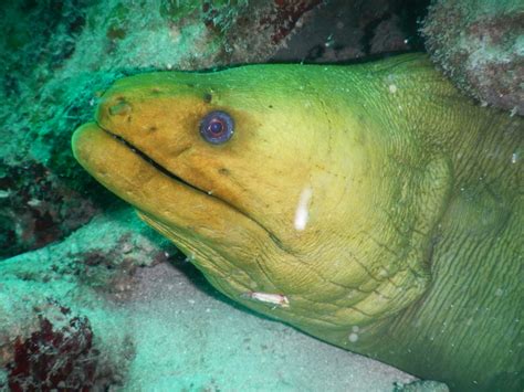 Green Moray From Sistema Arrecifal Veracruzano On November 1 2013 At