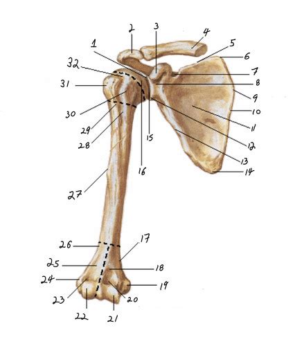 Shoulder Girdle Labeling Flashcards Quizlet