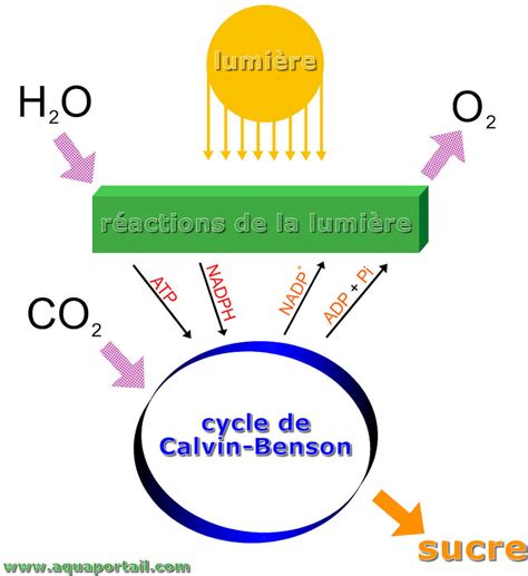 Photosynth Se Oxyg Nique D Finition Et Explications