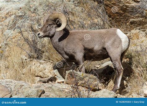 Mammals Of Colorado Colorado Rocky Mountain Bighorn Sheep Stock Image