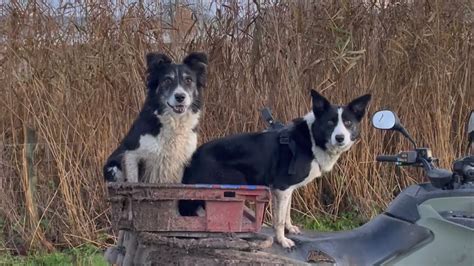 Two Amazing Border Collies Herding Sheep Youtube