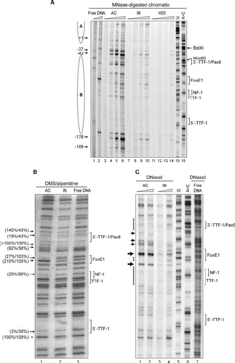 Analysis Of Transcription Factor Binding Site Occupancy In The Active