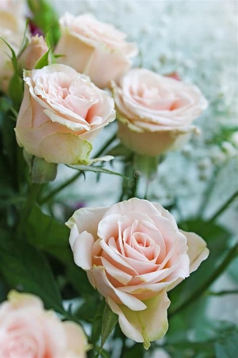 Pale pink roses stock image. Image of plant, pink, flowers - 35348623