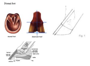 Foot conformation – Large Animal Surgery – Supplemental Notes