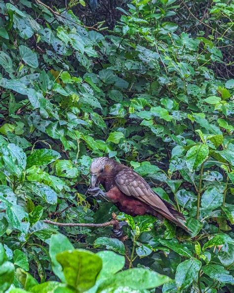 15 Things To Know Before Visiting Zealandia Ecosanctuary Wellington
