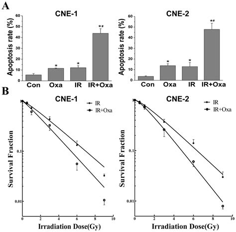 Inhibition Of Ldh A By Oxamate Induces G M Arrest Apoptosis And