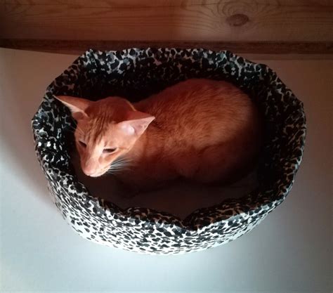 Leopard print cat bed cat cave small dog bed bright cat | Etsy