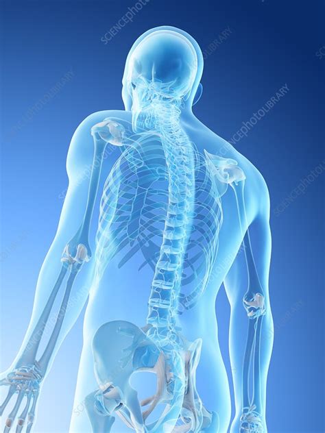 Upper Body Bones Illustration Stock Image F026 6068 Science Photo Library