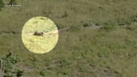 Hikers seen being chased by grizzly bear in Montana's Glacier National ...