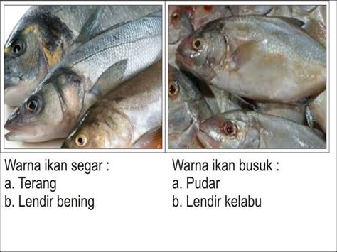 Gambar Insang Ikan Lengkap dengan Bagan Alur Pernafasan Terbaru 2020 | Mancing cuy