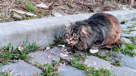 Hello Street Cat Youtube