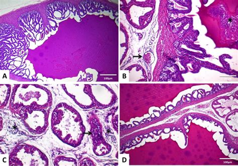 Photomicrograph Of Seminal Vesicles Of The Rat Stained With He A A