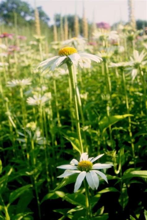 Weisse Pflanzen im Sussex Prärie Garten irislandschaften ch Garten