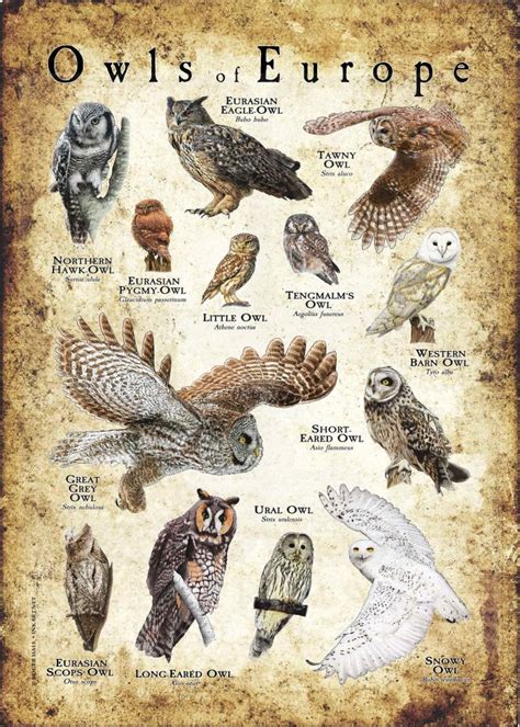 List Of 13 Owl Species In Europe Nature Blog Network