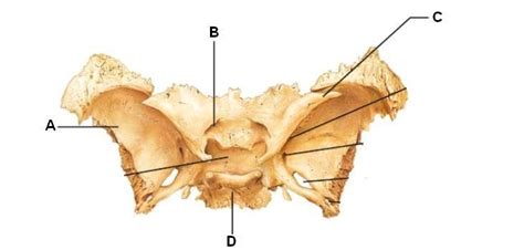 Sphenoid Bone Diagram Quizlet