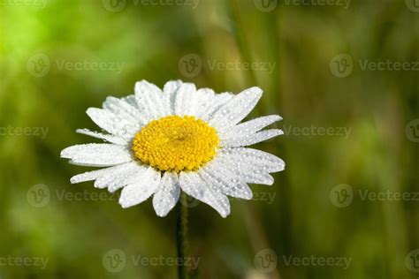 white daisy flower 9709708 Stock Photo at Vecteezy