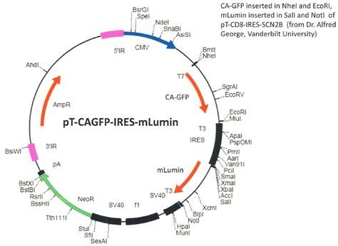 Addgene PT CA GFP IRES MLumin