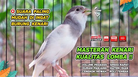 Kenari Gacor Masteran Burung Kenari Paud Dan Pancingan Kenari Macet