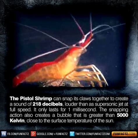 The Pistol Shrimp can snap its claws together to create a sound of 218 decibels, louder than as ...