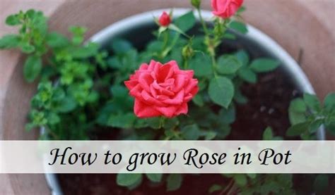 Growing roses in pots - Flower Flourish