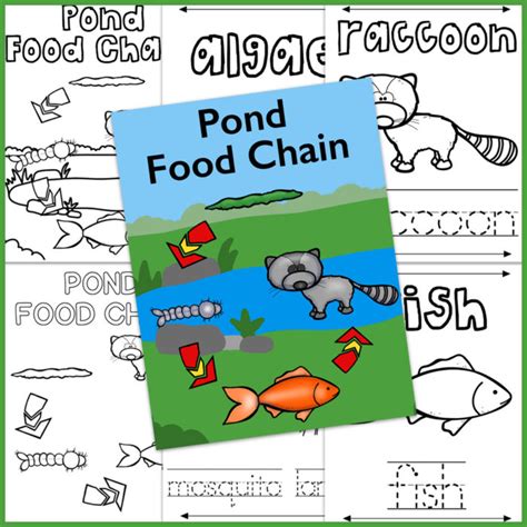 Pond Food Chain - Only Passionate Curiosity