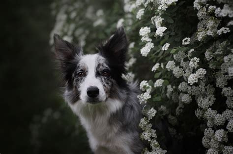 Download White Flower Dog Animal Border Collie Hd Wallpaper