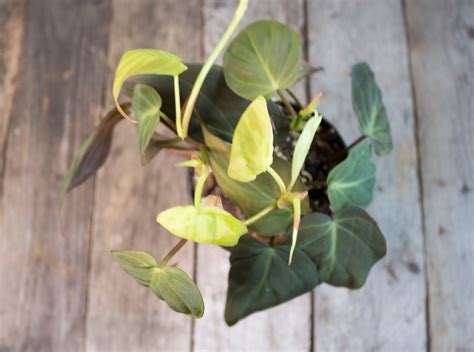 Greener Spaces North - Home