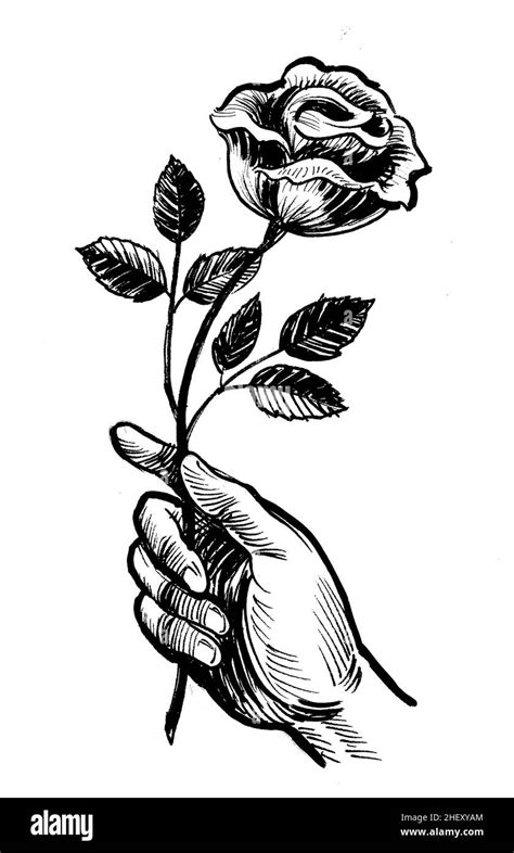 Mano Sosteniendo Una Flor De Rosa Dibujo En Blanco Y Negro Con Tinta