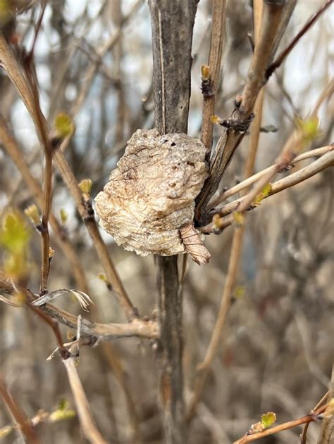 What Is This Bug Cocoon Rwhatisthisbug