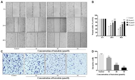 Baicalein Inhibits Cell Migration And Invasion In Crc A Effects Of