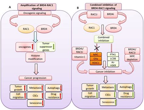 Co Targeting Bet Bromodomain Brd And Rac Suppresses Growth Stemness