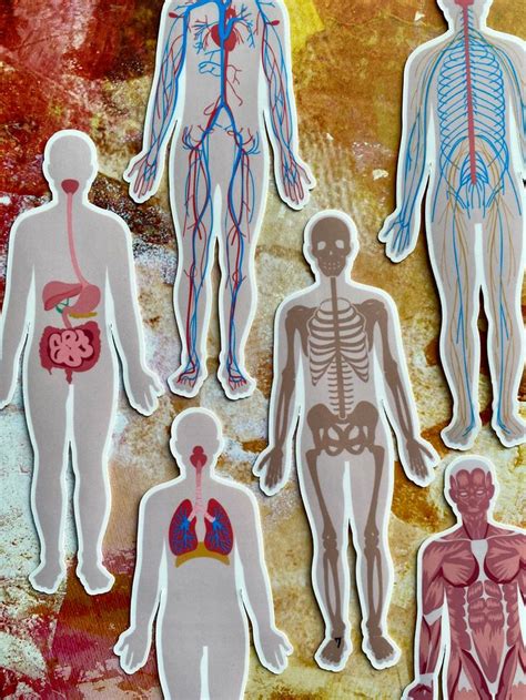 Pack Of Waterproof Vinyl Human Anatomy Stickers Human Body