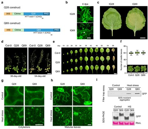 Plants Constitutively Expressing Polyq Proteins Do Not Display