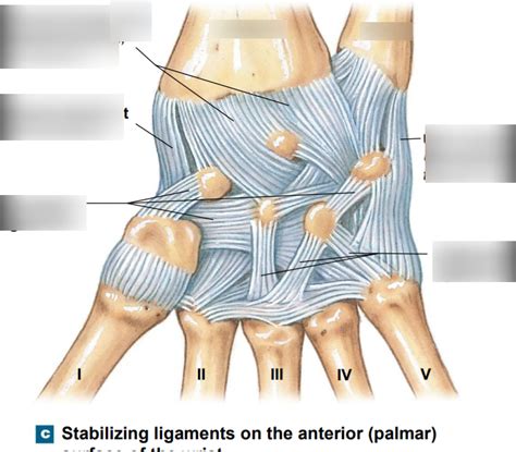 Wrist Ligaments Diagram Quizlet