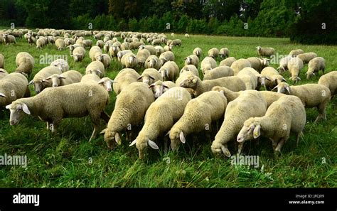 Sheeps Sheep Flock Herd Of Sheep Stock Photo Alamy