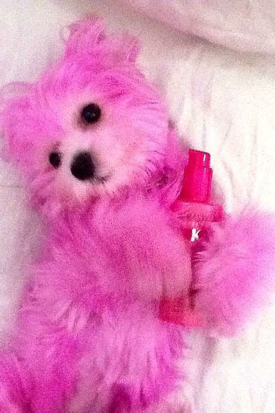 20 Pink dog ideas | pink dog, pink, pretty in pink